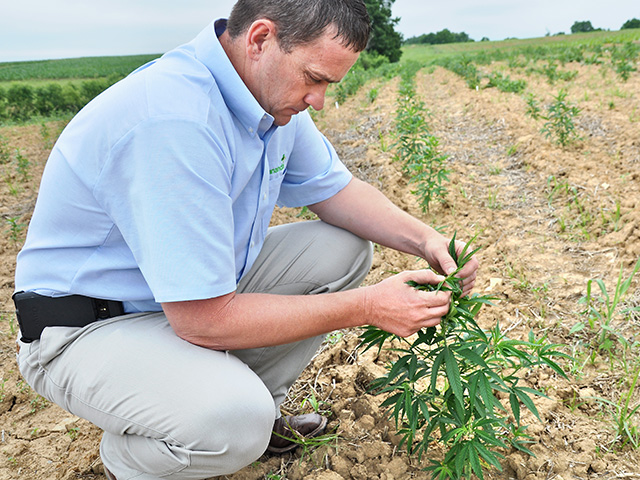 Kentucky farmer Brian Furnish examines a hemp plant he planted earlier this fall. Furnish was among the earliest supporters of growing hemp in the state, Image by Chris Clayton